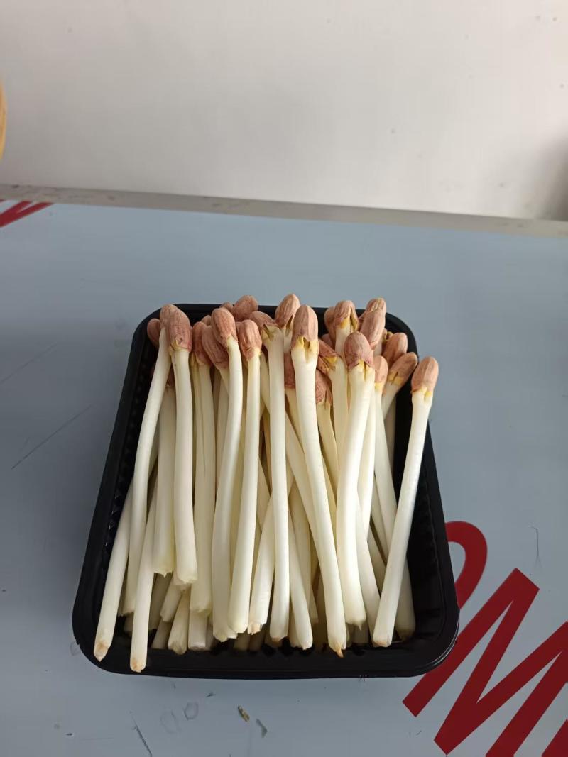 【精品花生芽】河北邢台基地直发质量上乘量大优惠全国发货