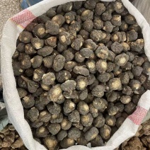 秘鲁玛卡黑玛卡秘鲁玛卡黑玛卡秘鲁玛卡黑玛卡批发