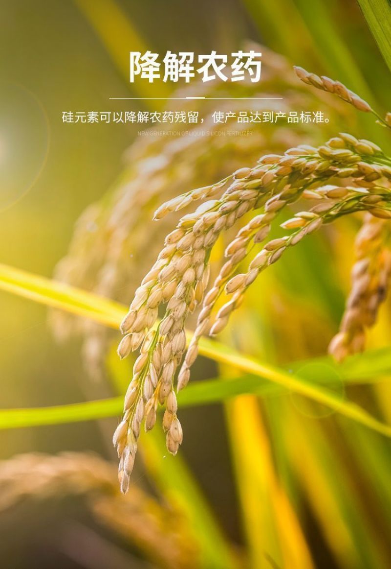 高硅高钾叶面肥水稻专用硅肥蔬菜果树膨果增产抗病抗倒伏浓缩