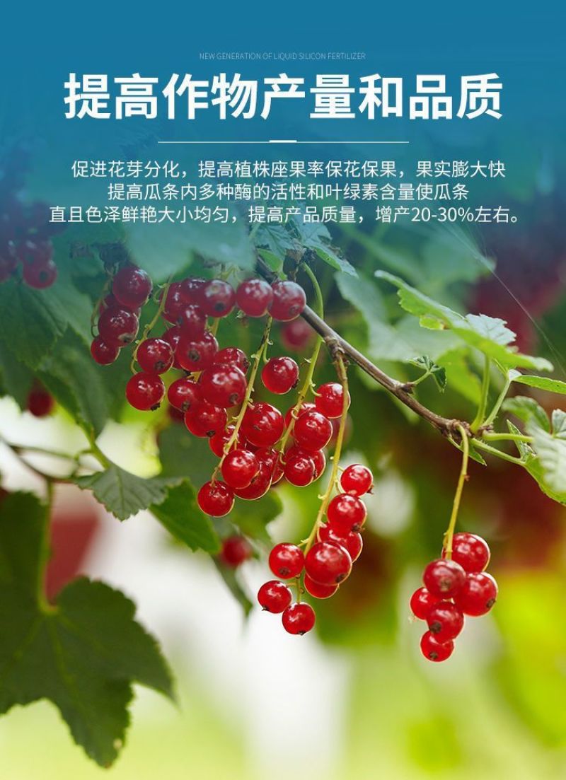 高硅高钾叶面肥水稻专用硅肥蔬菜果树膨果增产抗病抗倒伏浓缩