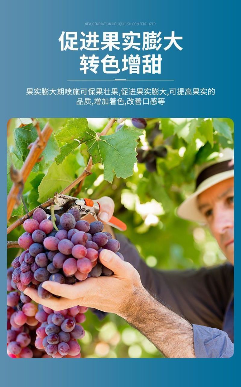 高硅高钾叶面肥水稻专用硅肥蔬菜果树膨果增产抗病抗倒伏浓缩