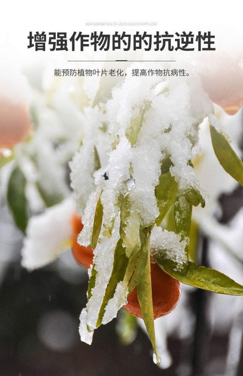 高硅高钾叶面肥水稻专用硅肥蔬菜果树膨果增产抗病抗倒伏浓缩
