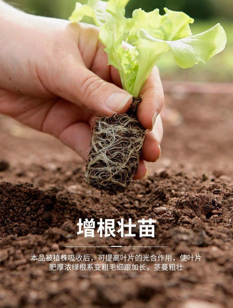 高硅高钾叶面肥水稻专用硅肥蔬菜果树膨果增产抗病抗倒伏浓缩