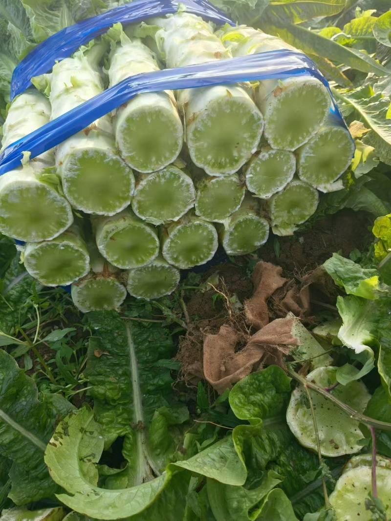 {牛商推荐}莴苣大量上市，量大从优，视频看货。欢迎来电