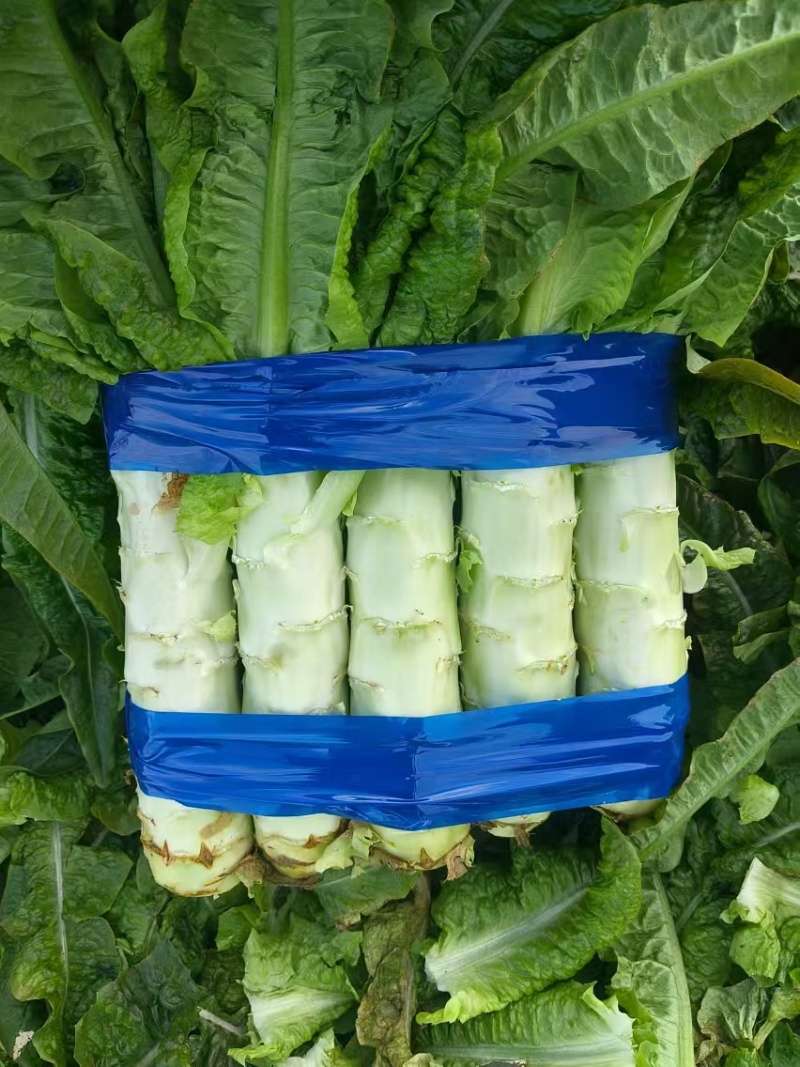 {牛商推荐}莴苣大量上市，量大从优，视频看货。欢迎来电