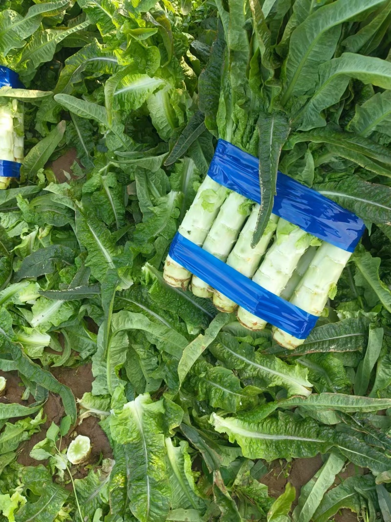 {牛商推荐}莴苣大量上市，量大从优，视频看货。欢迎来电