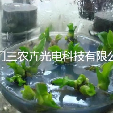 T20-蝴蝶兰组培灯