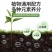 小麦水稻灌浆增产肥催熟早收快熟宝授粉快速粒粒饱满蔬菜果树