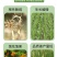 小麦水稻灌浆增产肥催熟早收快熟宝授粉快速粒粒饱满蔬菜果树