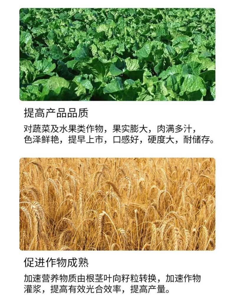 小麦水稻灌浆增产肥催熟早收快熟宝授粉快速粒粒饱满蔬菜果树