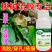 拿流胶穿孔净桃树李子杏树黄瓜活菌病果树杀菌通用菌剂肥料