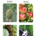 拿流胶穿孔净桃树李子杏树黄瓜活菌病果树杀菌通用菌剂肥料