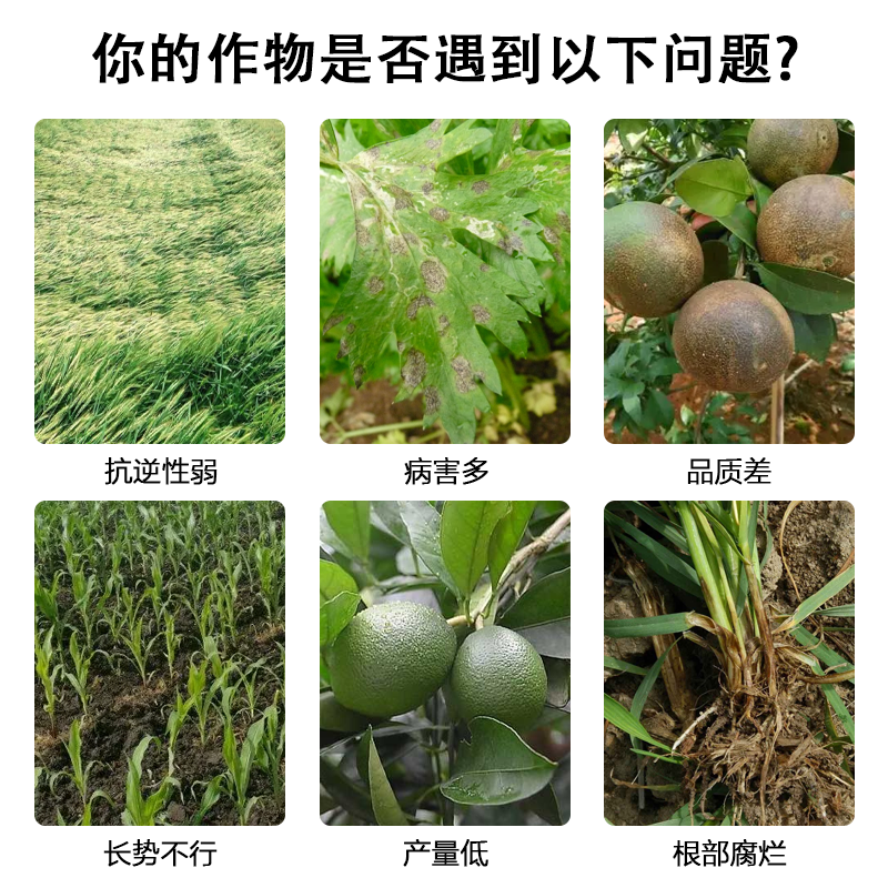 水稻抗倒伏中性流体硅肥增效液体硅肥叶面肥水稻果树蔬菜大田