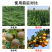 水稻抗倒伏中性流体硅肥增效液体硅肥叶面肥水稻果树蔬菜大田