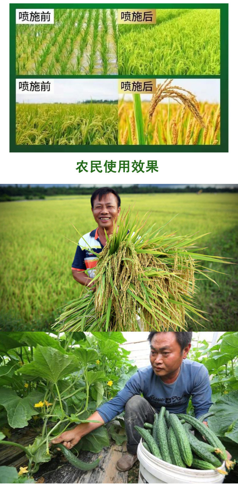 水稻抗倒伏中性流体硅肥增效液体硅肥叶面肥水稻果树蔬菜大田