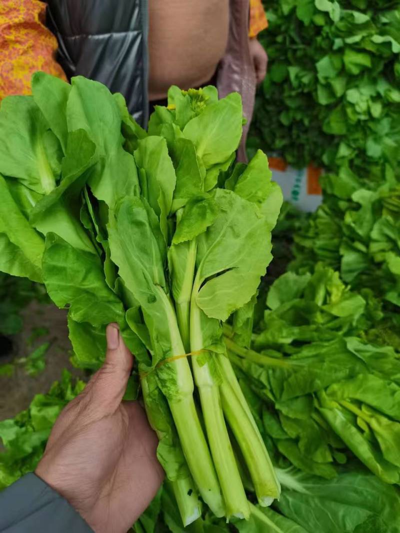 湖北白菜苔红菜苔产地直发规格齐全菜苔源头供应价格美丽