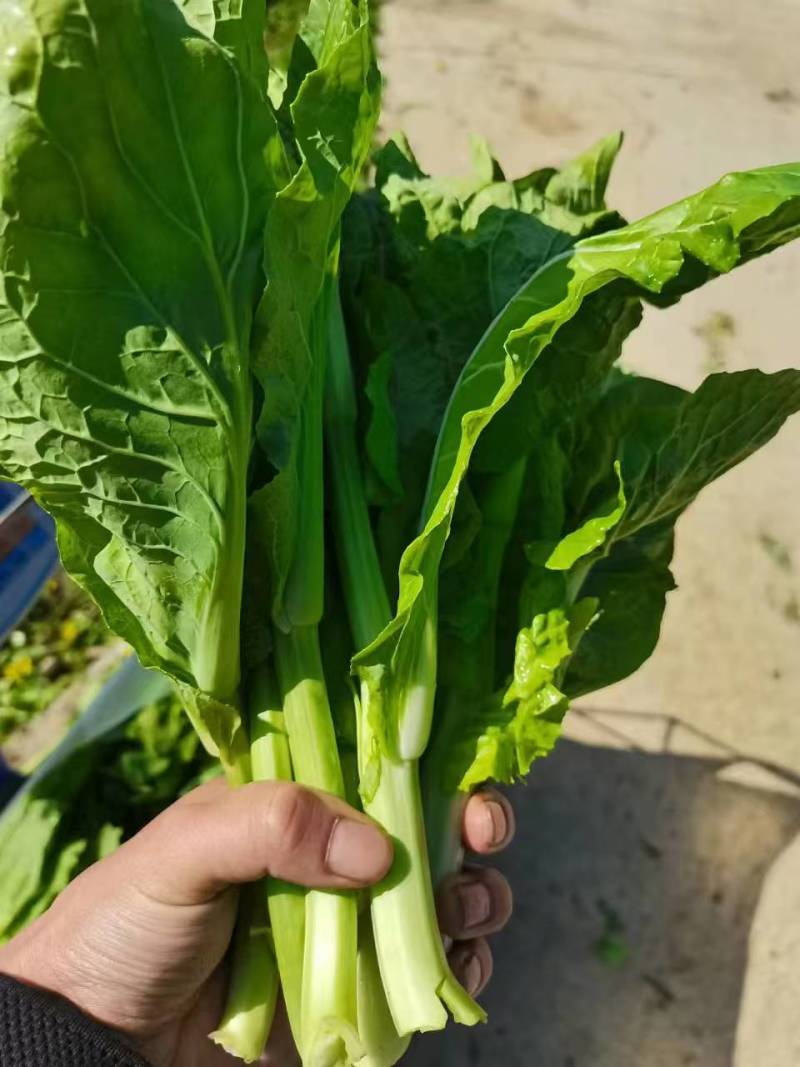 湖北白菜苔红菜苔产地直发规格齐全菜苔源头供应价格美丽