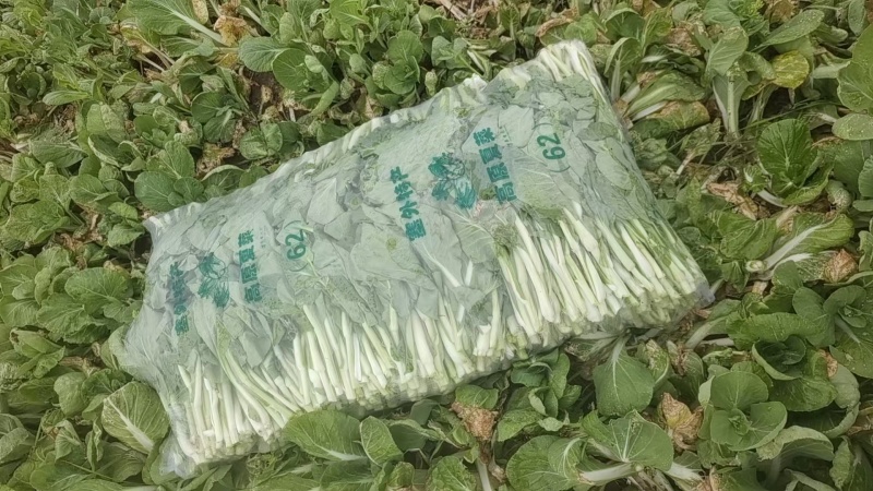 湖北白菜苔红菜苔产地直发规格齐全菜苔源头供应价格美丽