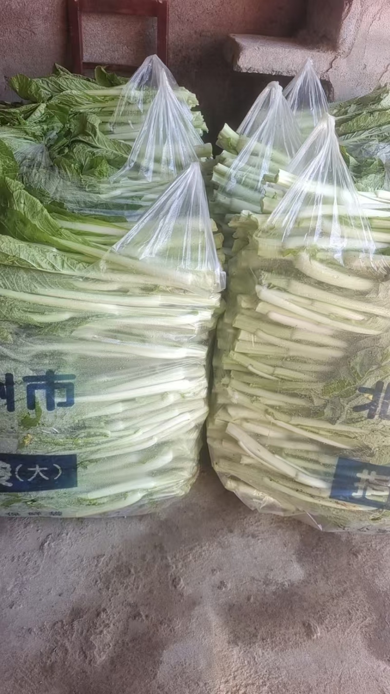 湖北白菜苔红菜苔产地直发规格齐全菜苔源头供应价格美丽