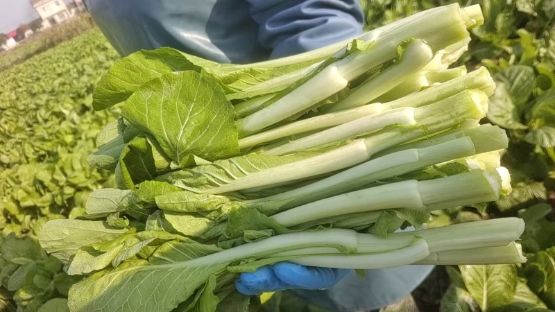 湖北白菜苔红菜苔产地直发规格齐全菜苔源头供应价格美丽