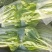 湖北白菜苔红菜苔产地直发规格齐全菜苔源头供应价格美丽