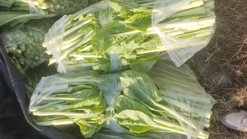 湖北白菜苔红菜苔产地直发规格齐全菜苔源头供应价格美丽