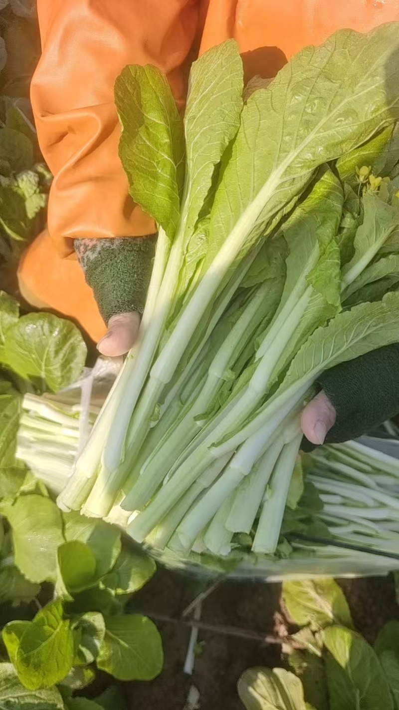 湖北白菜苔红菜苔产地直发规格齐全菜苔源头供应价格美丽