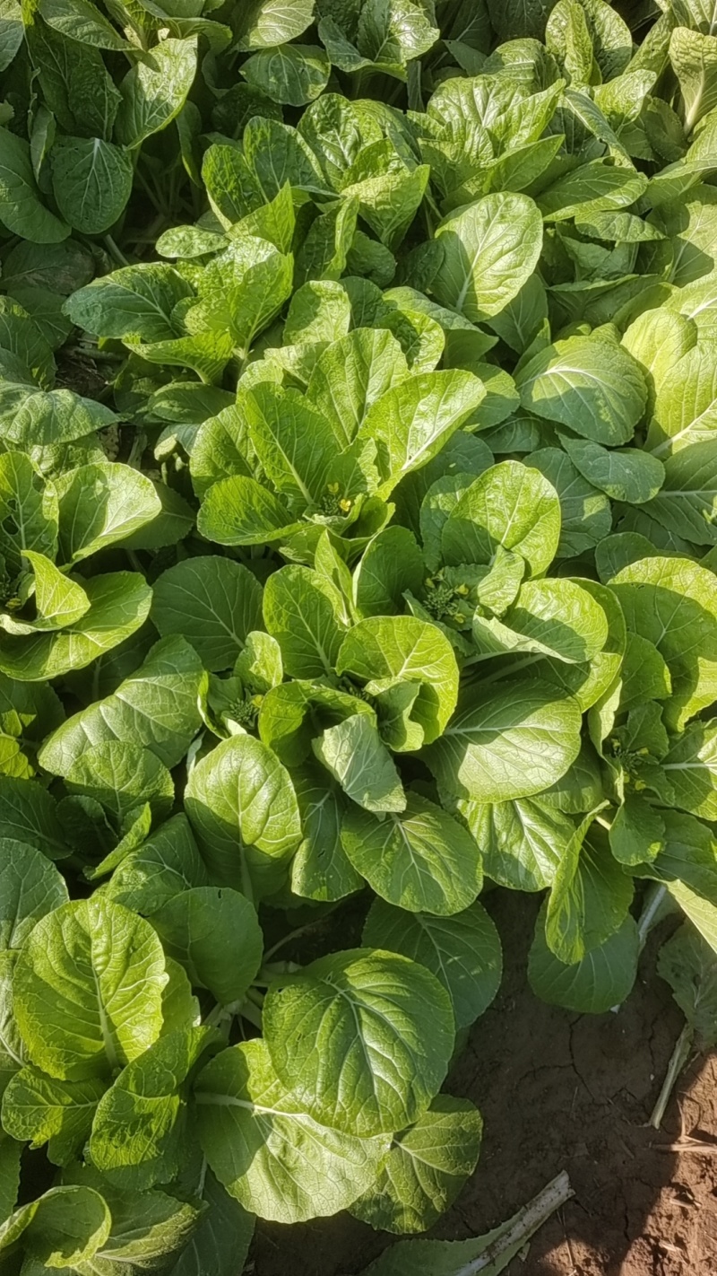 湖北白菜苔红菜苔产地直发规格齐全菜苔源头供应价格美丽