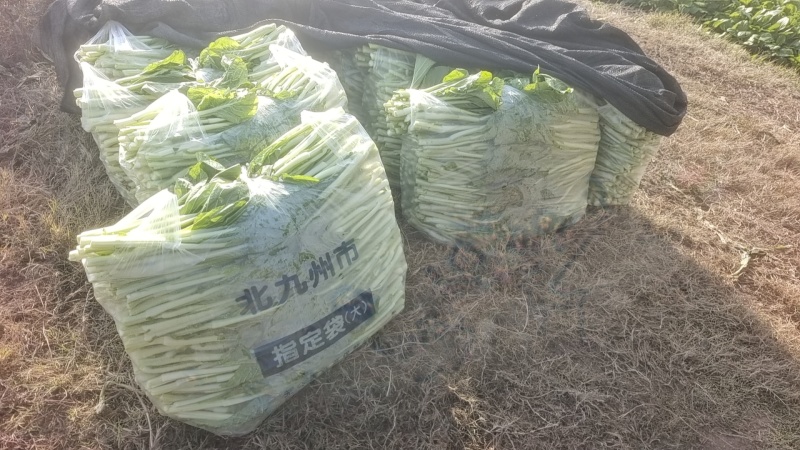 湖北白菜苔红菜苔产地直发规格齐全菜苔源头供应价格美丽