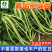 无架豆种子-不用搭架肉厚脆嫩口感佳丰产性好