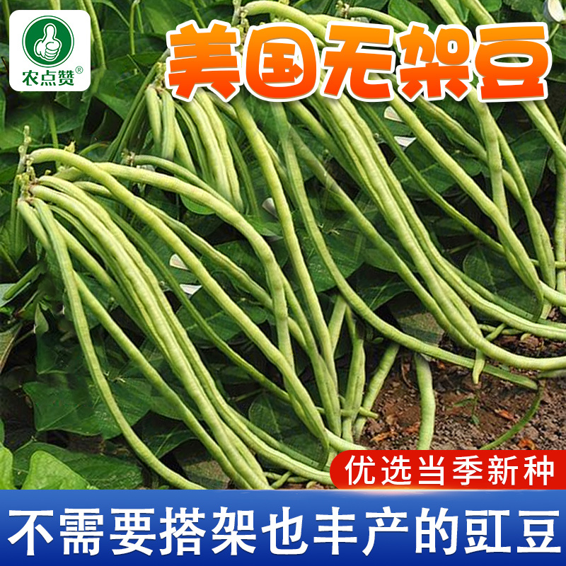 无架豆种子-不用搭架肉厚脆嫩口感佳丰产性好