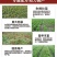 中药材专用叶面肥人参当归太子参重楼三七黄精根茎地下猛长膨