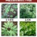 中药材专用叶面肥人参当归太子参重楼三七黄精根茎地下猛长膨