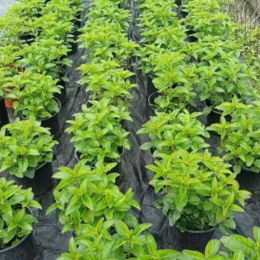 婆婆纳盆苗出售成都草花花卉苗木批发耐寒耐旱价格实惠