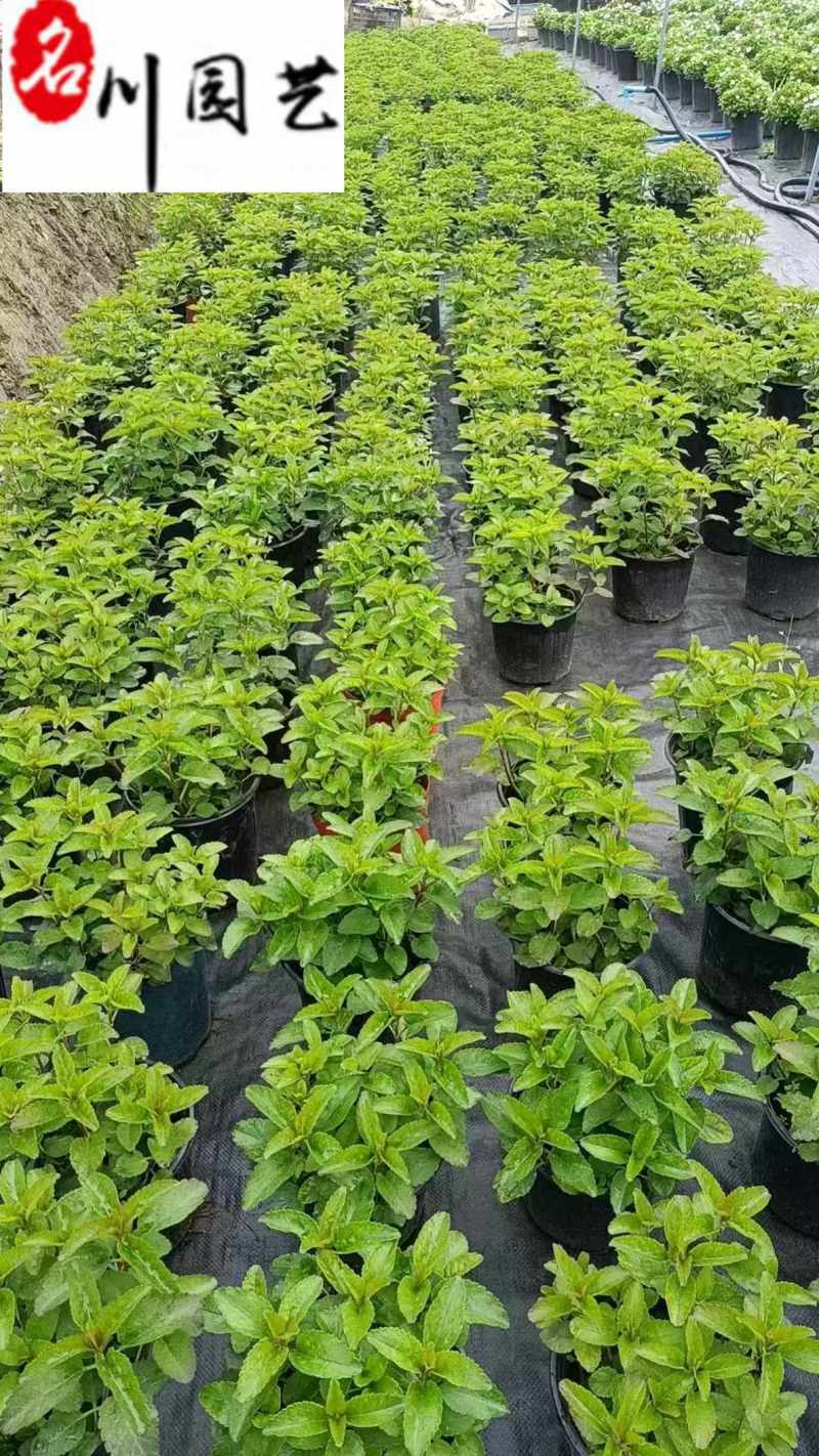 婆婆纳盆苗出售成都草花花卉苗木批发耐寒耐旱价格实惠