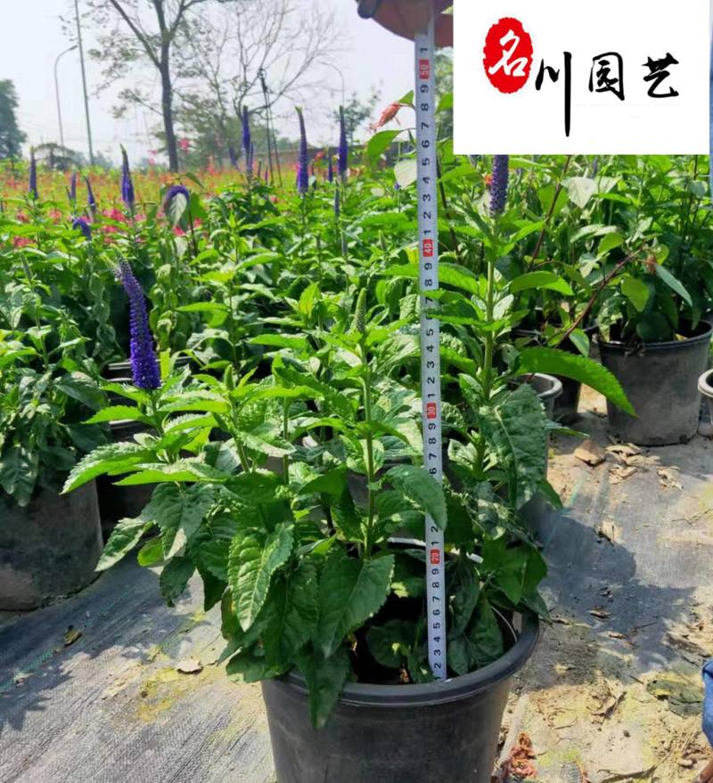 婆婆纳盆苗出售成都草花花卉苗木批发耐寒耐旱价格实惠