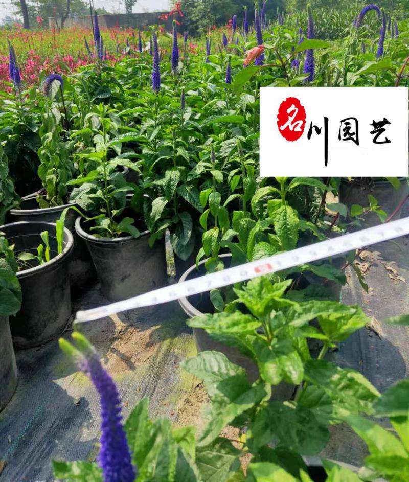婆婆纳盆苗出售成都草花花卉苗木批发耐寒耐旱价格实惠