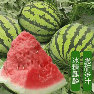 陕西美都麒麟西瓜/无籽西瓜/美都西瓜/甜王西瓜/甜度高
