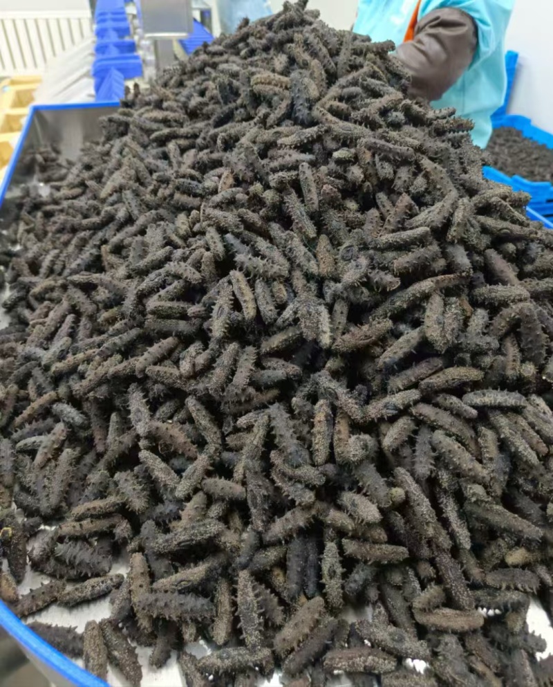 淡干海参，活体海参加工，参刺粗壮，肉质肥厚弹牙，艮啾啾