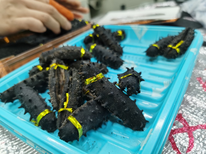 淡干海参，活体海参加工，参刺粗壮，肉质肥厚弹牙，艮啾啾