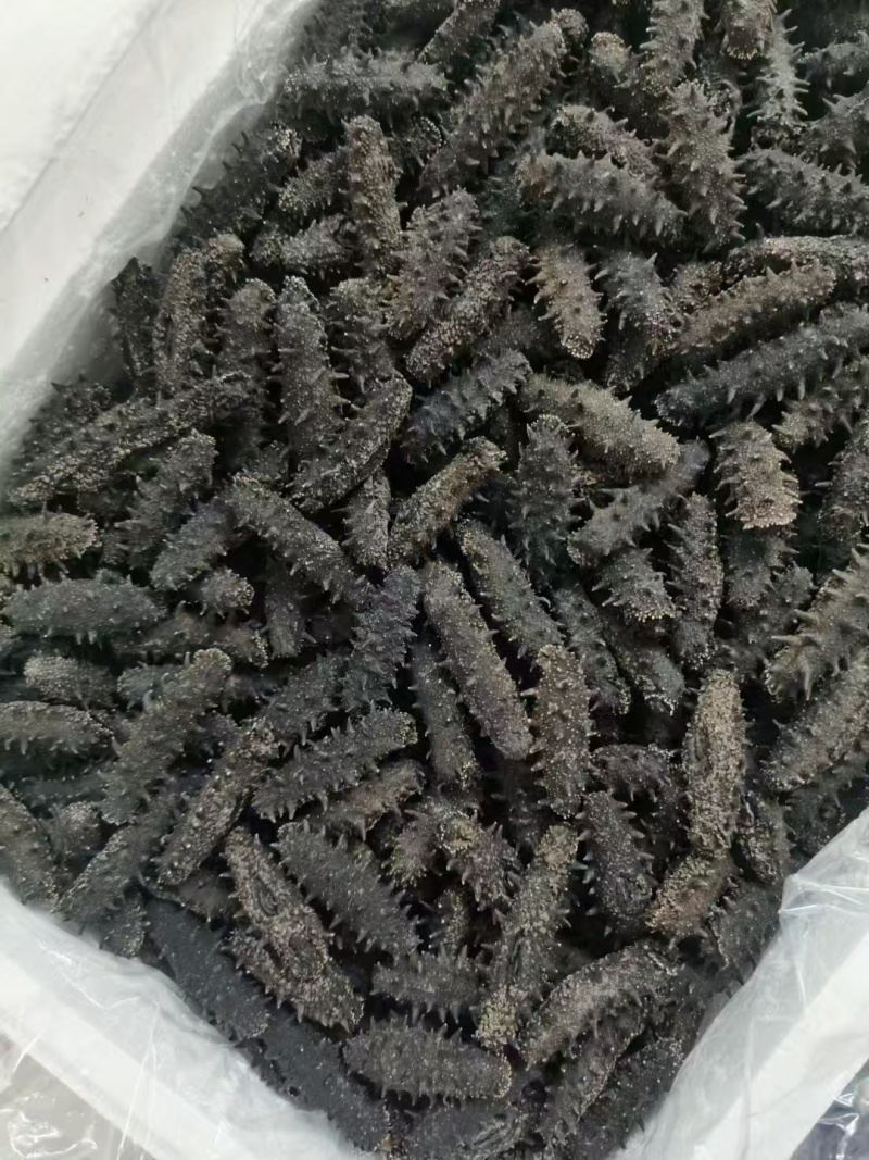 淡干海参，活体海参加工，参刺粗壮，肉质肥厚弹牙，艮啾啾