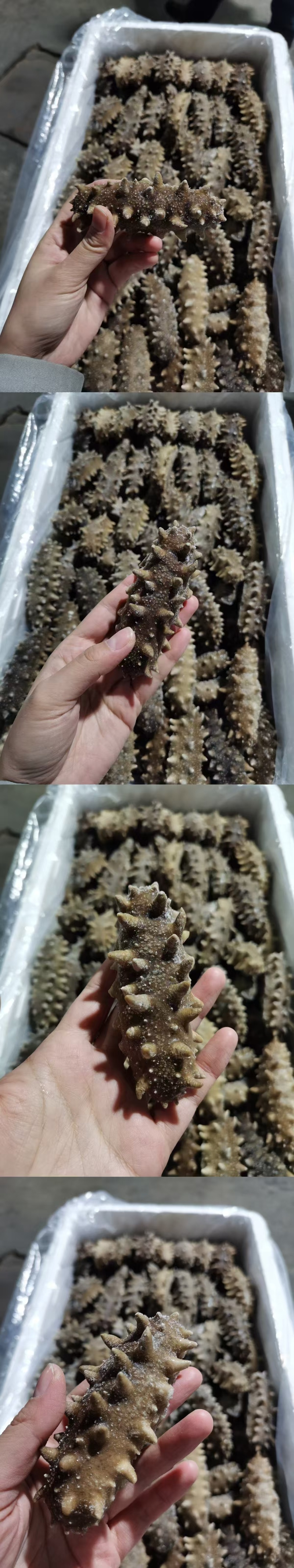 鲜食海参，活体海参加工，参刺粗壮，肉质肥厚弹牙，艮啾啾