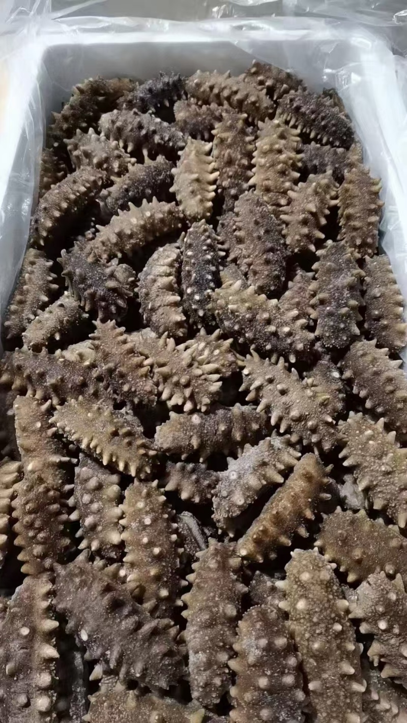 鲜食海参，活体海参加工，参刺粗壮，肉质肥厚弹牙，艮啾啾