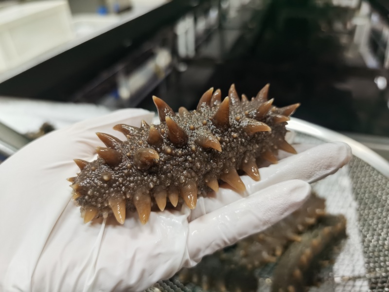 鲜食海参，活体海参加工，参刺粗壮，肉质肥厚弹牙，艮啾啾