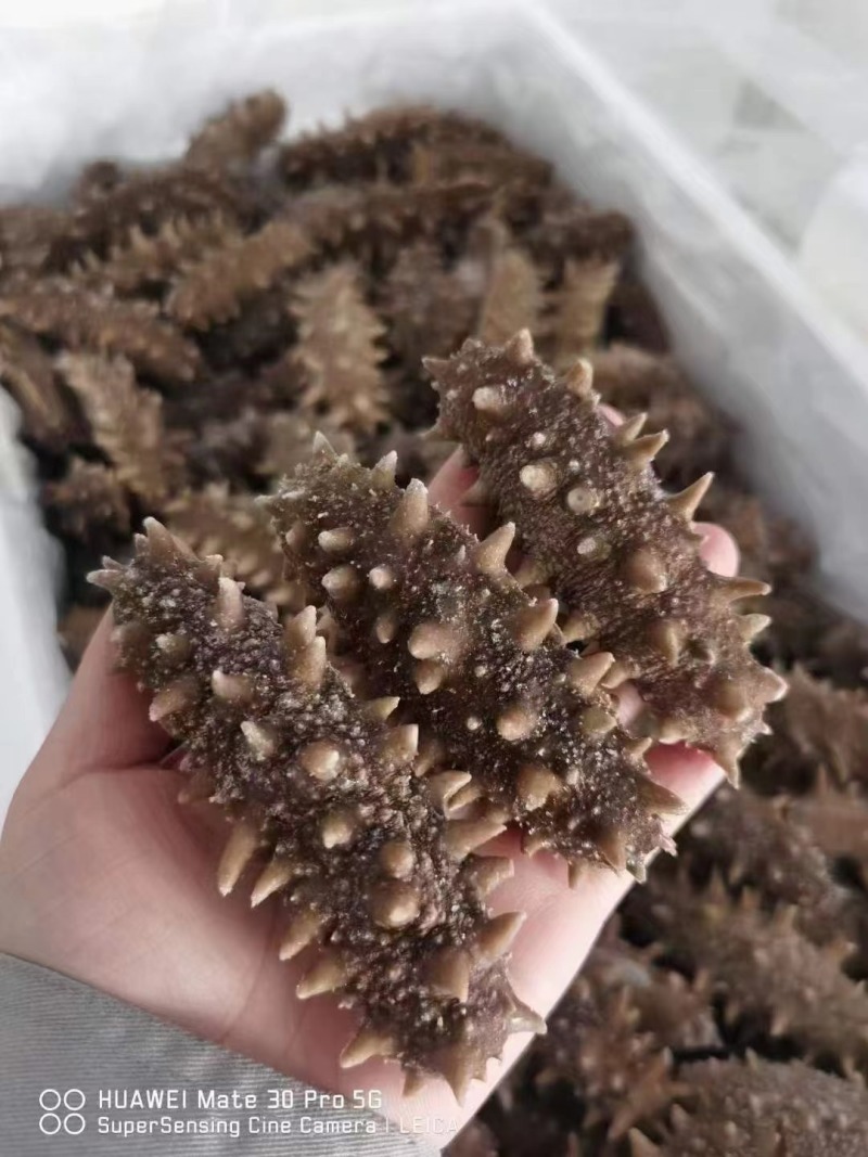 鲜食海参，活体海参加工，参刺粗壮，肉质肥厚弹牙，艮啾啾