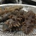 鲜食海参，活体海参加工，参刺粗壮，肉质肥厚弹牙，艮啾啾