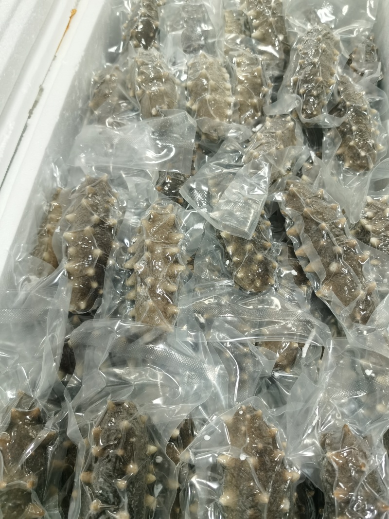 鲜食海参，活体海参加工，参刺粗壮，肉质肥厚弹牙，艮啾啾