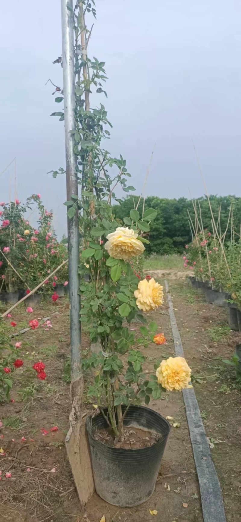 【现货直发】藤本月季陕西藤本月季盆栽苗批发，花色齐全