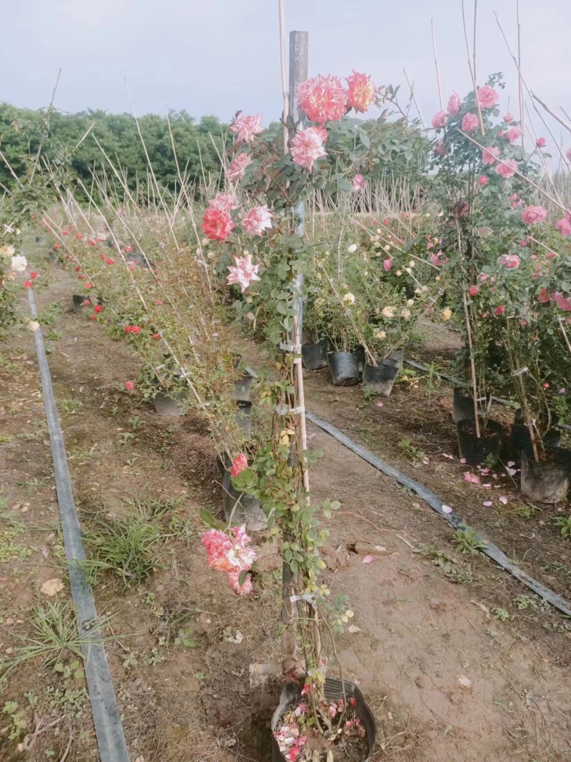 【现货直发】藤本月季陕西藤本月季盆栽苗批发，花色齐全