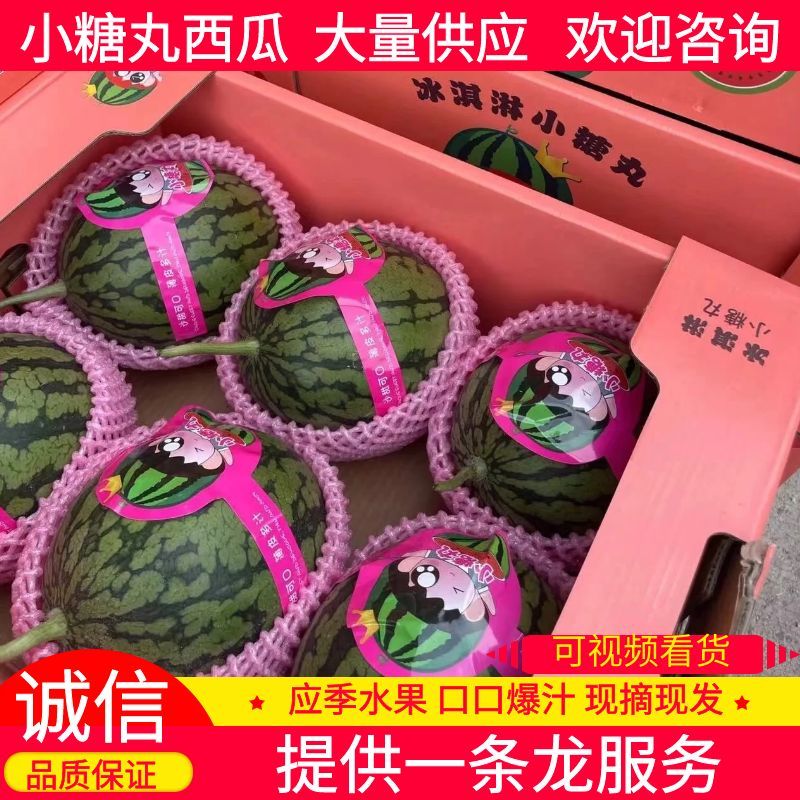 西瓜小糖丸西瓜产地直发包熟包甜提供一条龙服务